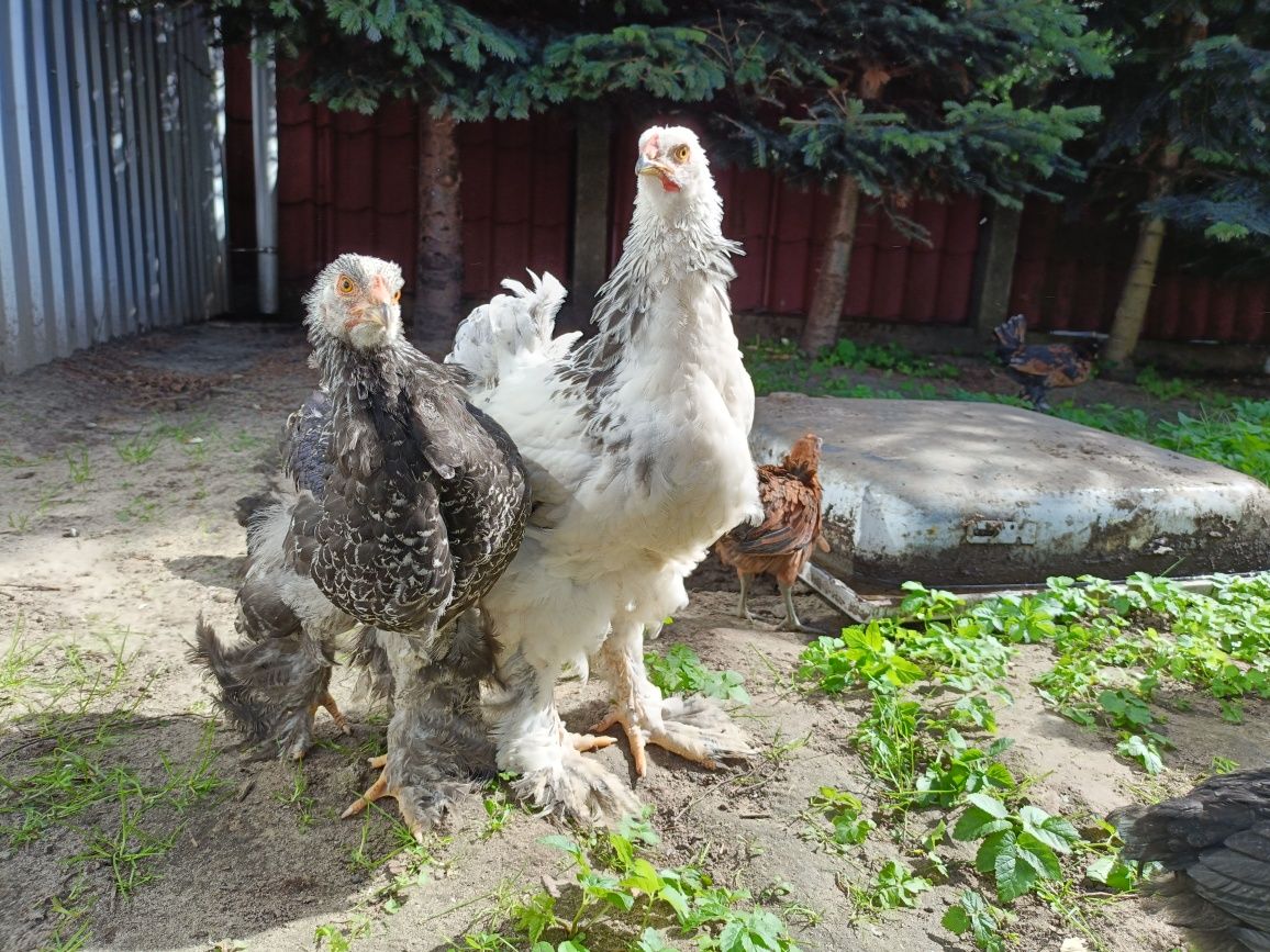 Brahma olbrzymia kura kogut gronostajowa