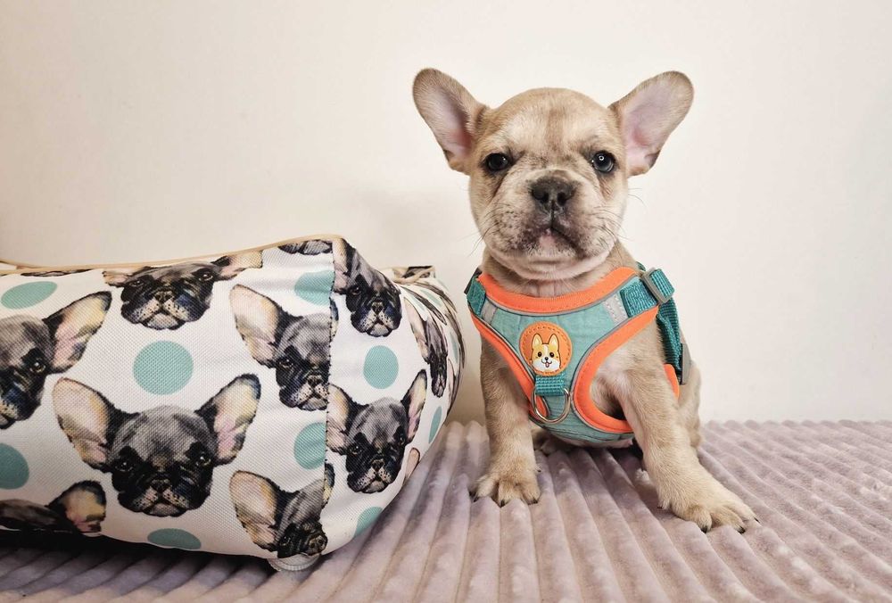 Маленькое счастье! Щенки французского бульдога! Плановая вязка