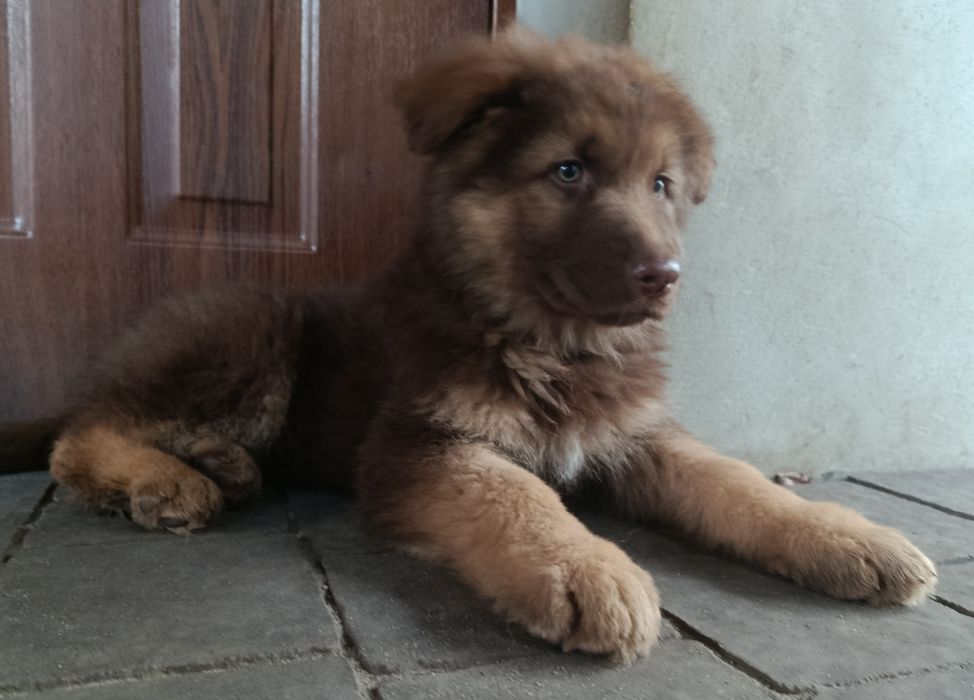 Owczarek Niemiecki Czekoladowy Szczeniak