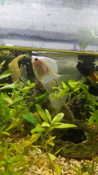 3 escalares (acará-bandeira)