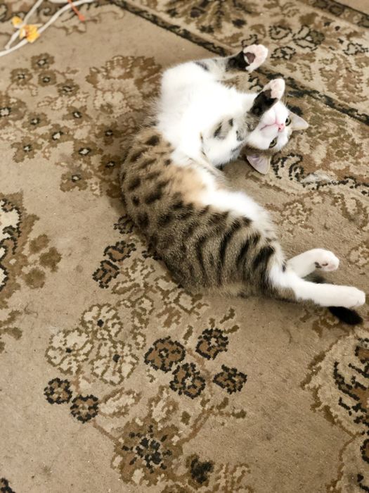 Тигровий котик шукає теплий дім