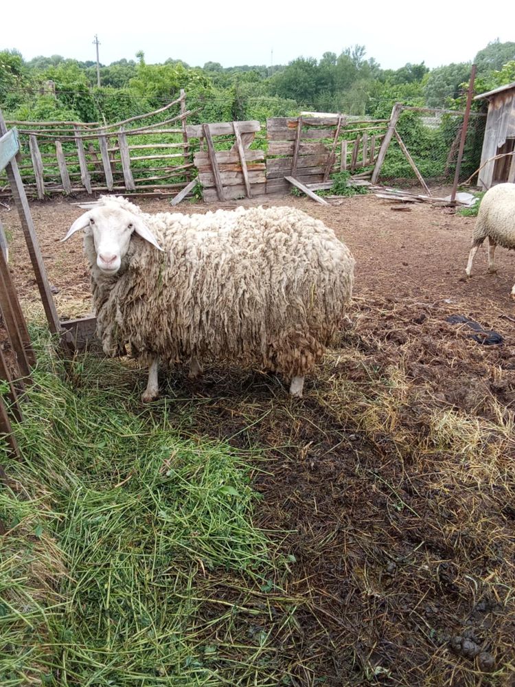 Барани та маленький баранчик