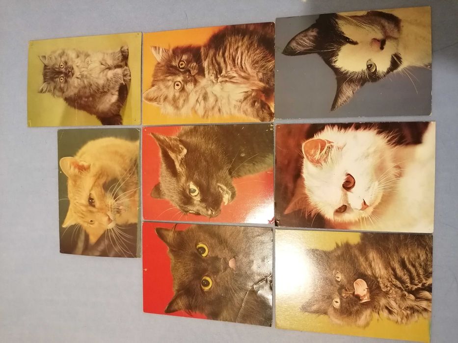 Pocztówki PRL koty