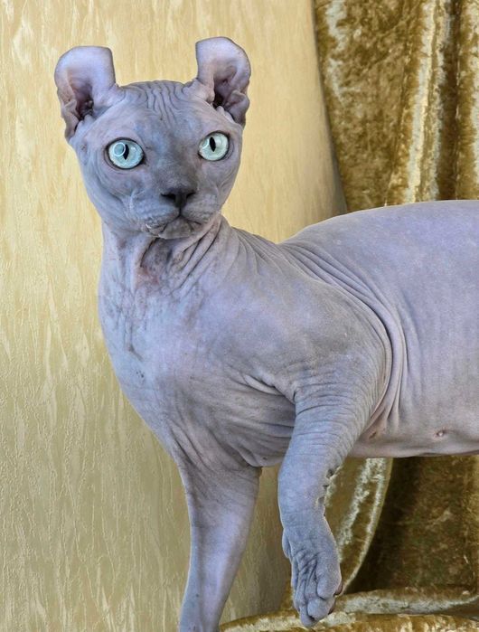 Эльф шикарный мальчик