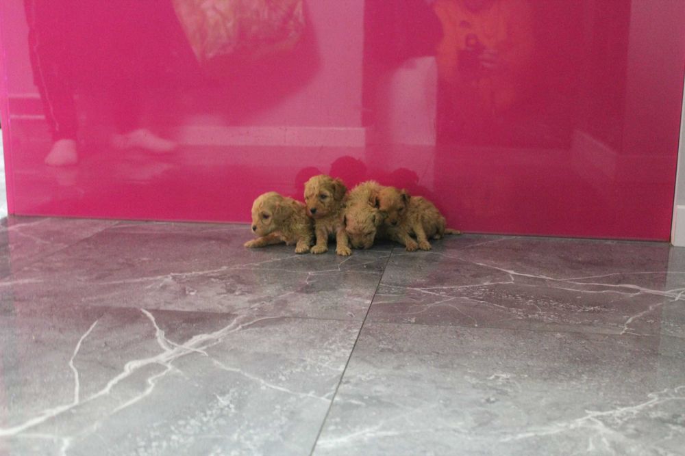 Maltipoo hybryda Maltańczyk i Pudel Piesek