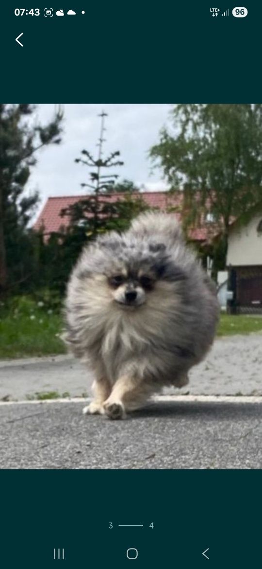 Szpic miniaturowy Pomeranian suczka