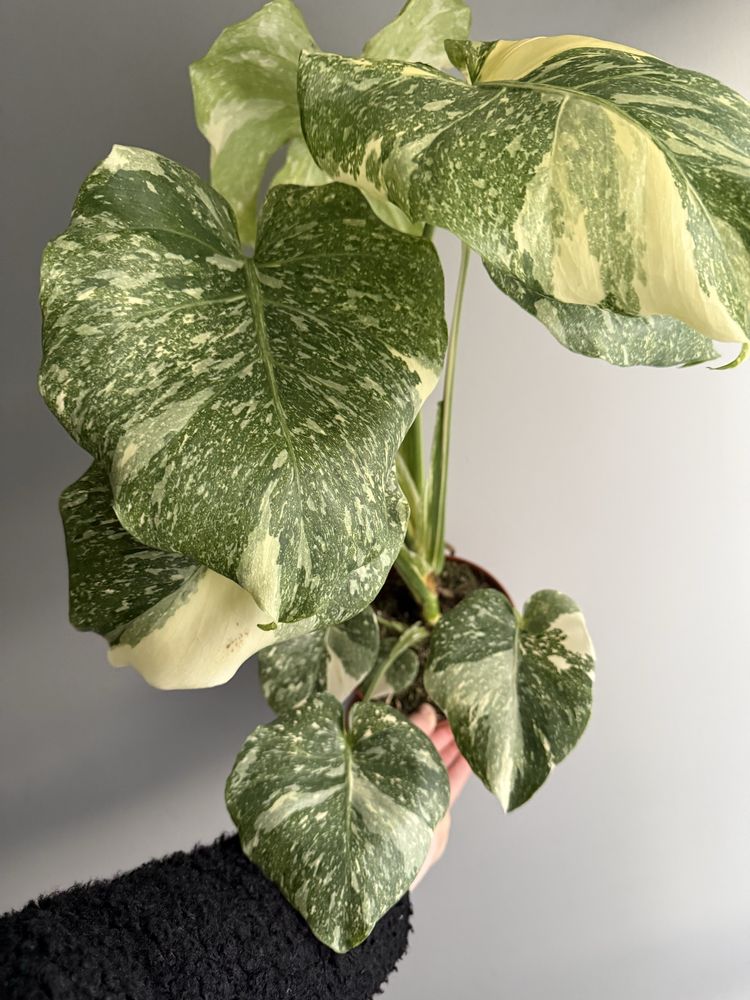 Monstera thai platinum