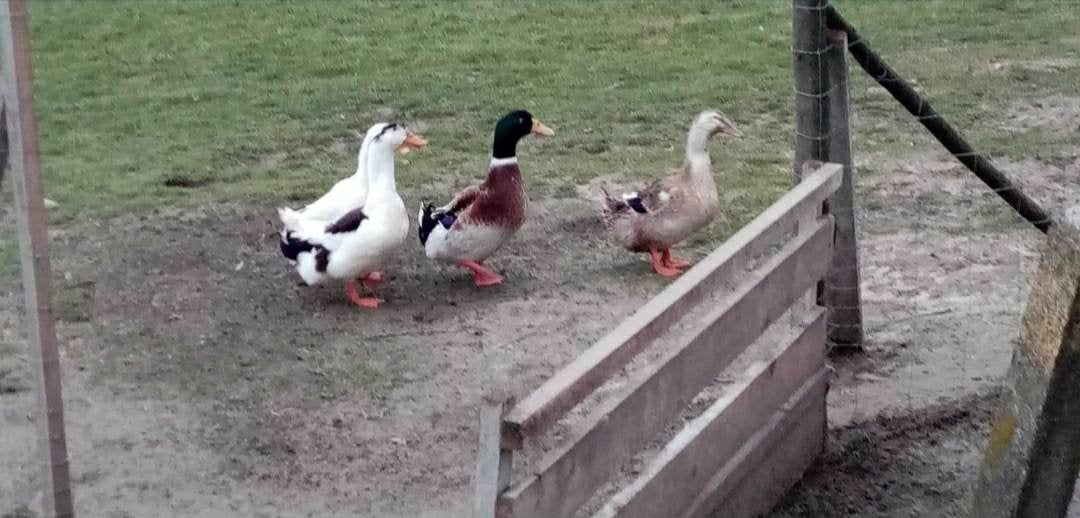 Jajka lęgowe kaczek dworek, staropolskich, pekin i francuskich