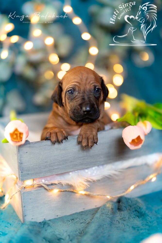 Rhodesian ridgeback - Ślask dostepna suczka standardowa