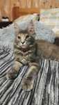 Koteczka Zoja Maine coon