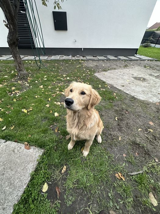 Golden retriver 6miesieczny