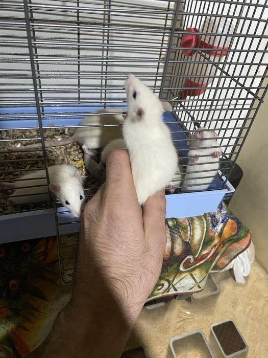 Криси 2 тижні маленькі