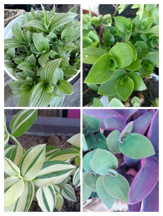 Trzykrotki zestaw 15 odmian Zebrina Silver Evanesce  Yellow  hill