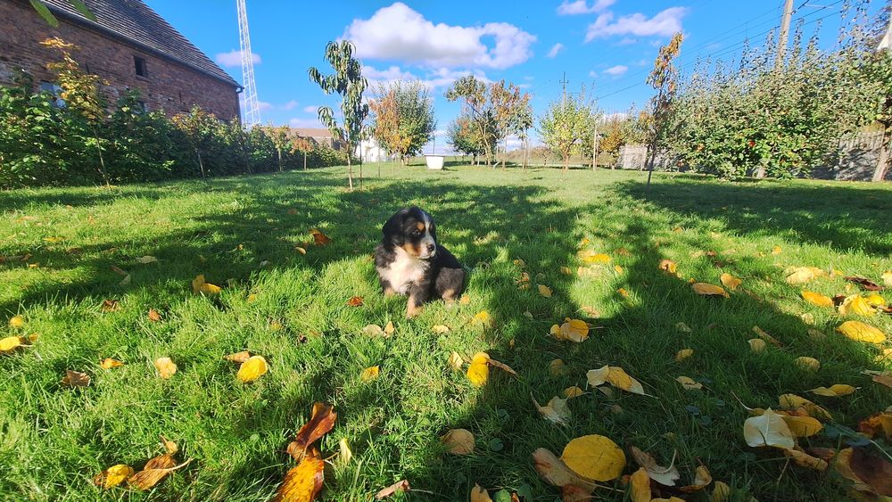 Berneński Pies Pasterski