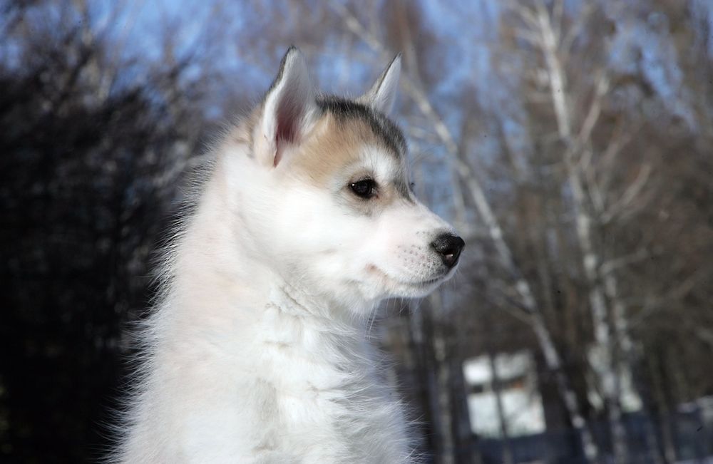 Щенки хаски , мальчик