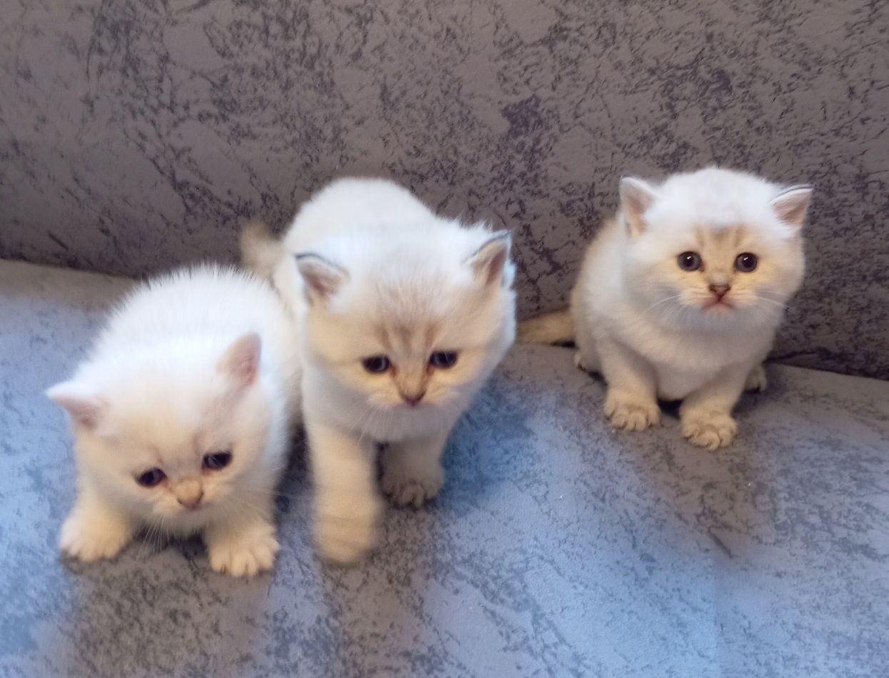 Недорого котята золотої британської шиншили віком 1 місяць