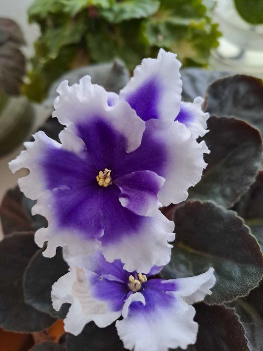 Фіалка ЛЕ-Седой граф, optimara No name, ЛЕ-Біла камелія