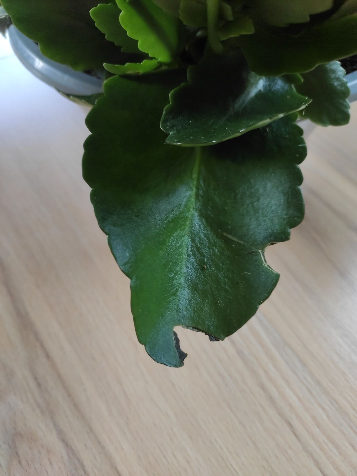 Żyworódka pełna (Kalanchoe cinqolori) don. 23 cm