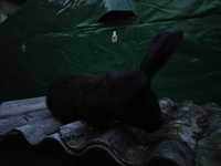 Sprzedam pięknego samca Belgijski Olbrzym czarny