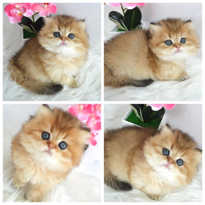 Британская золотая шиншилла/британська золота