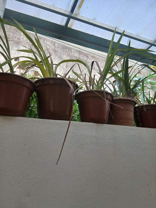 Orquideas varias cores