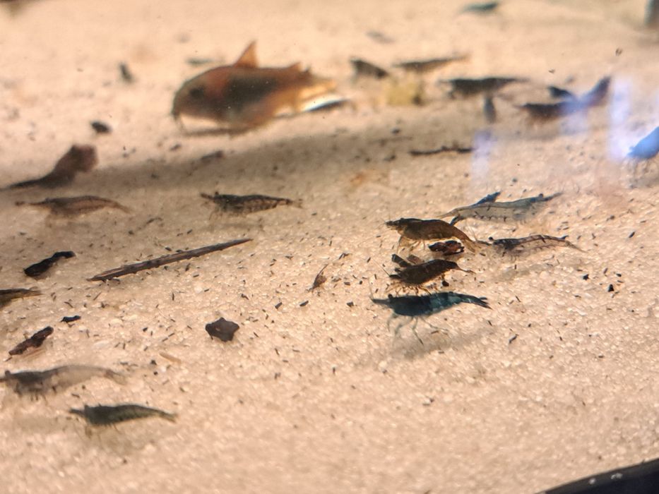 Krewetki poselekcyjne neocaridina - mix kolorów