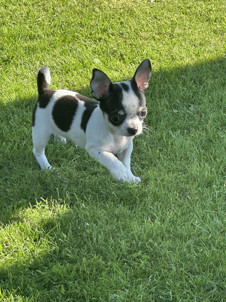 Szczeniak chihuahua