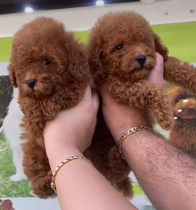 Ред браун той пудель .хлопці