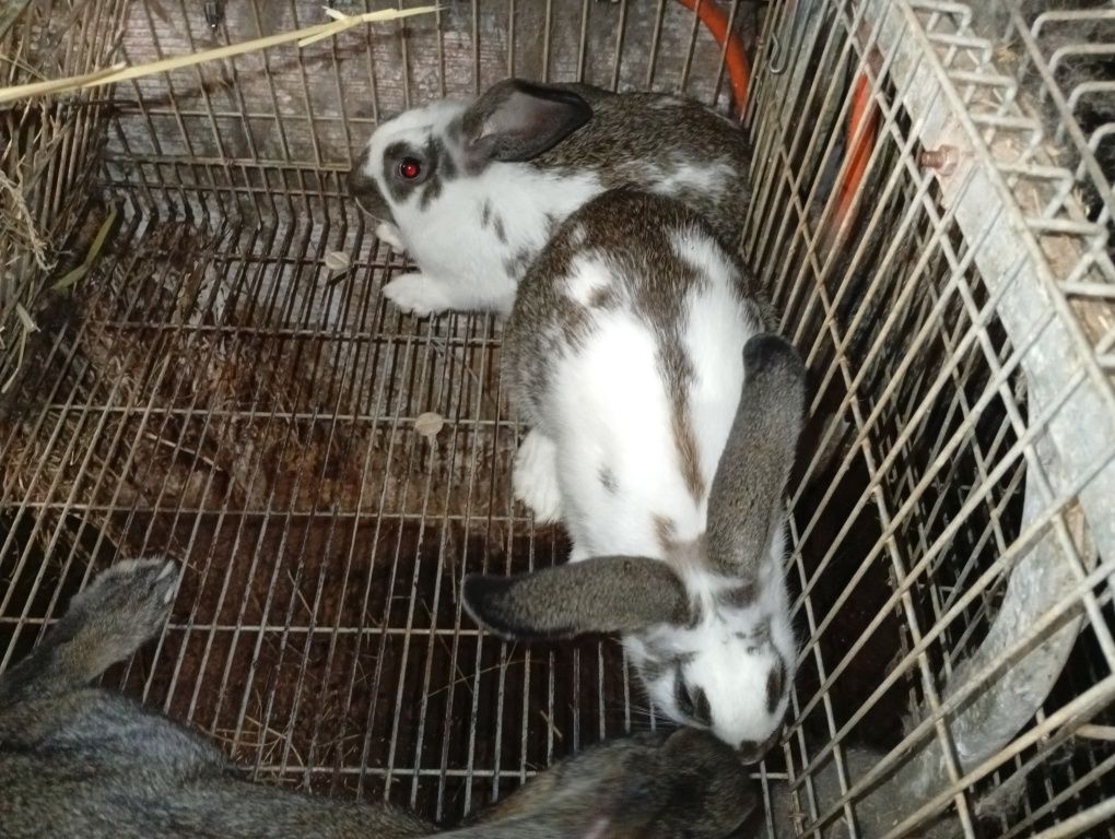 Coelhos caseiros