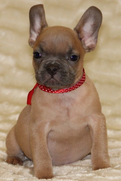 Французький бульдог