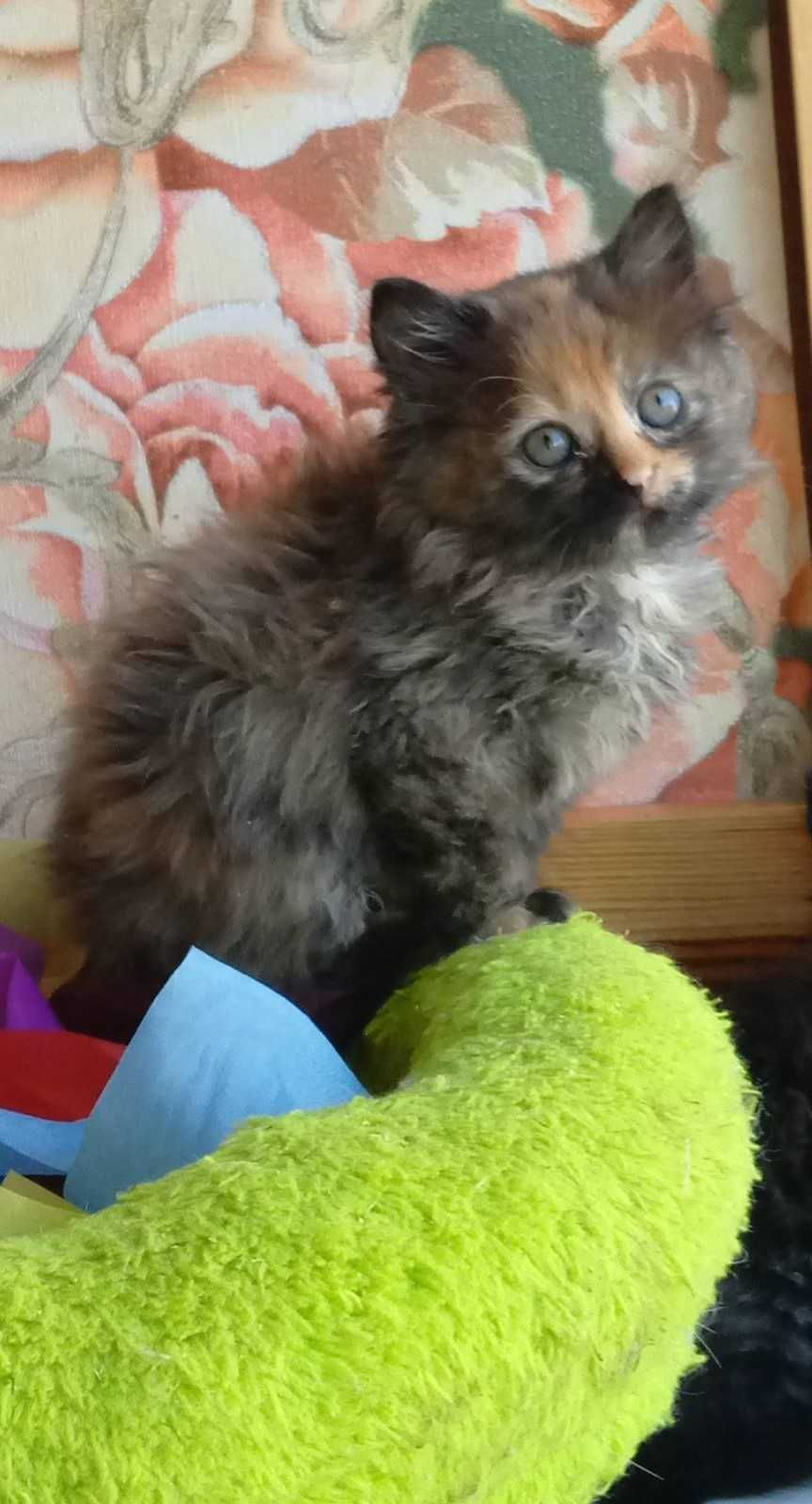 Котята-метисы перса, 1.5 мес.