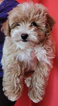 Maltipoo Maltańczyk Pudel Toy