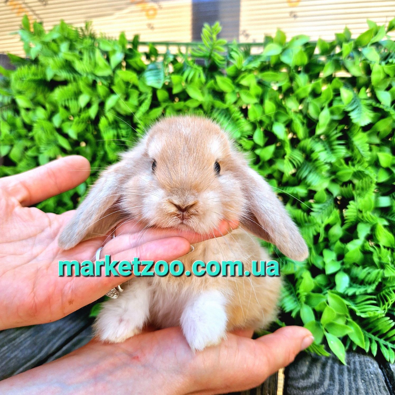 Карликовые мини мiнi mini lop holland кролики крольчата