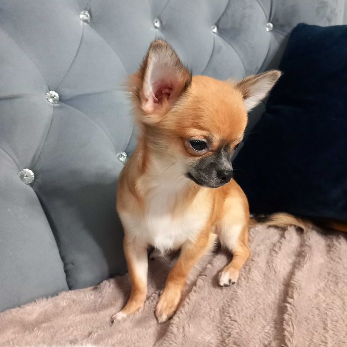 Piesek Chihuahua