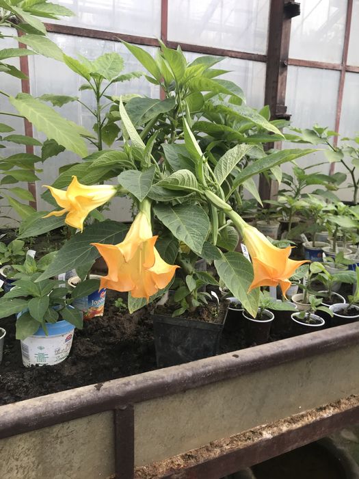 Sadzonka datury wieloletniej odmiany okeiayach pojedynczych i pelnych