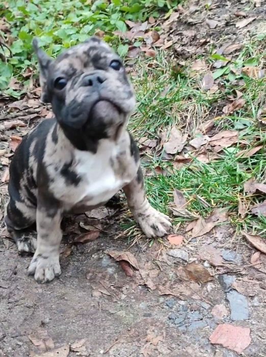 Девочка мерле французского бульдога