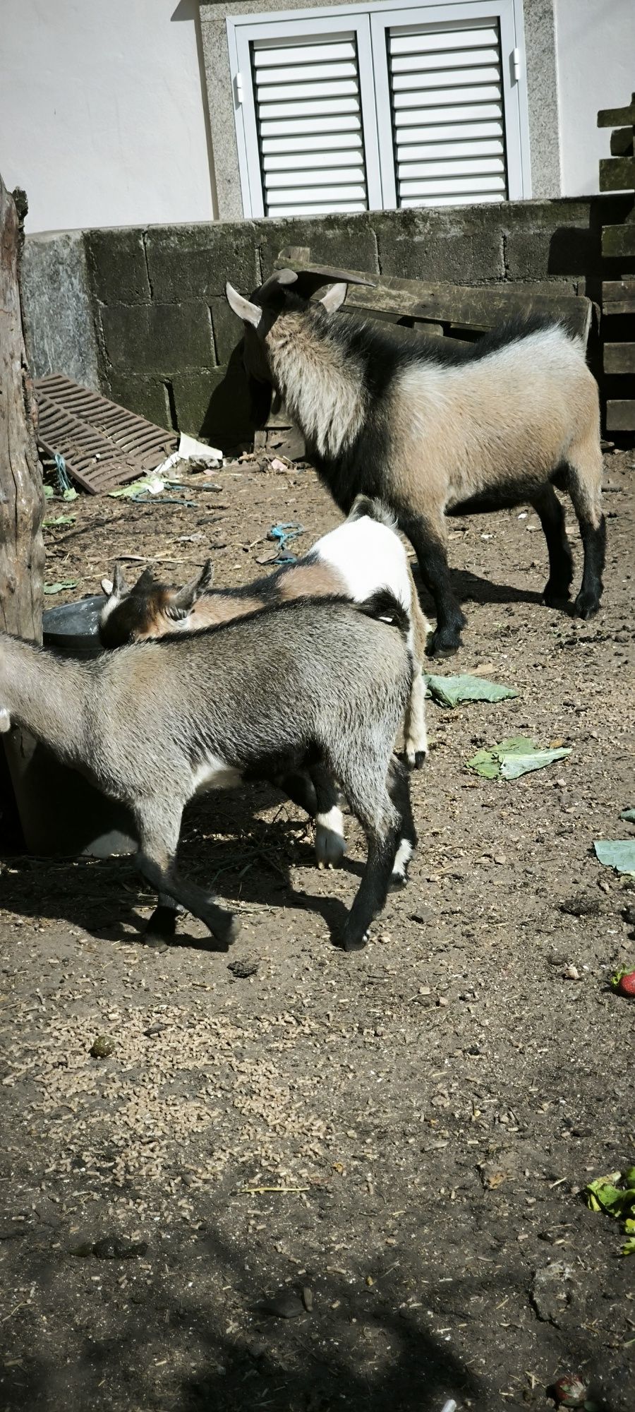 cabras anãs desde 70€
