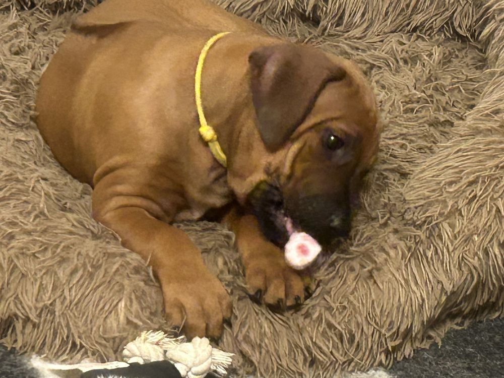 Rhodesian ridgeback - Ślask dostepna suczka standardowa