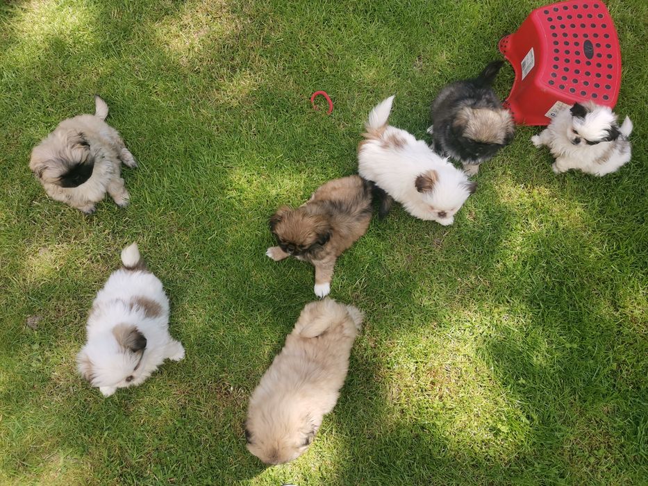 Pekińczyk Szczeniak Tricolor Nie Shih Tzu