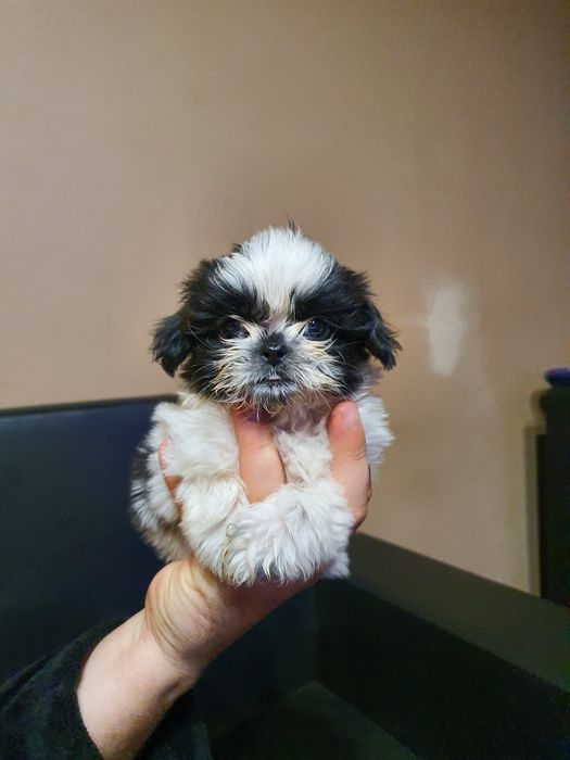 Shih tzu z rodowodem GOTOWE do nowego domu!!!