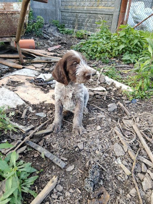 Wyżeł niemiecki szorstkowłosy