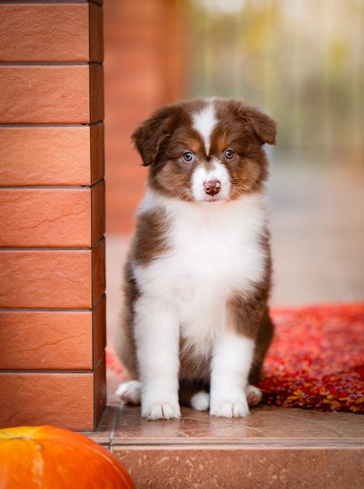 Zarezerwowana: Owczarek australijski (typ amerykański) - Suczka Red Tr