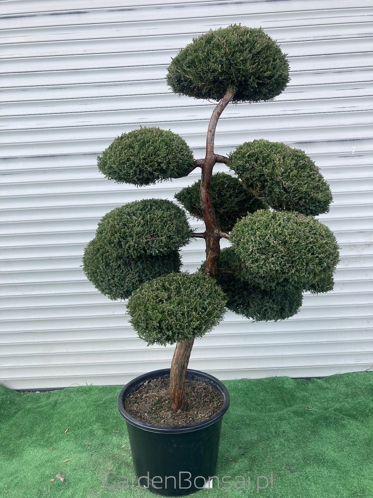 Doniczka z Bonsai z Jałowca pośredniego "Mint Julep" - 150 cm