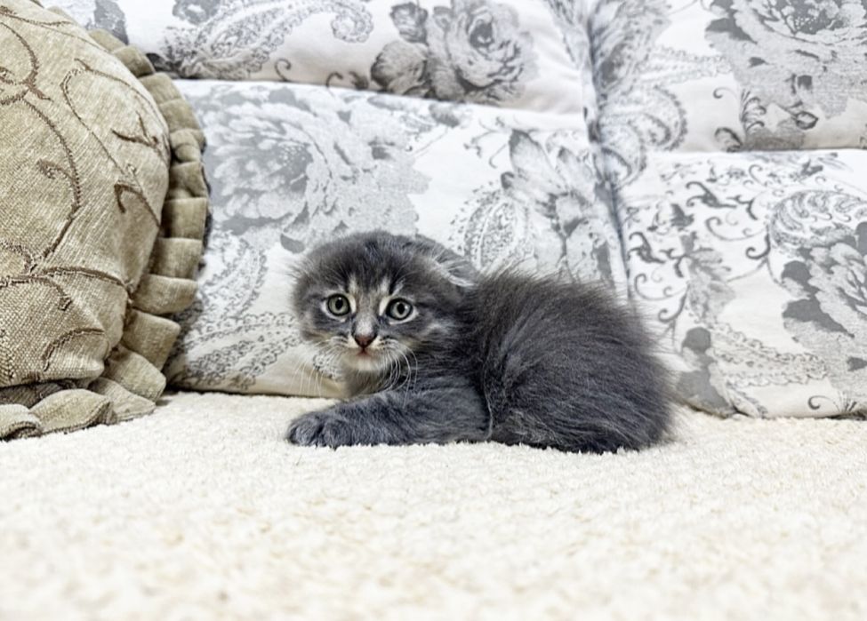 Крутой Вислоухий котёнок )