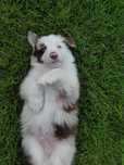 Border Collie Red Merle piesek
