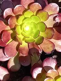 Aeonium arboreum roxo suculenta
