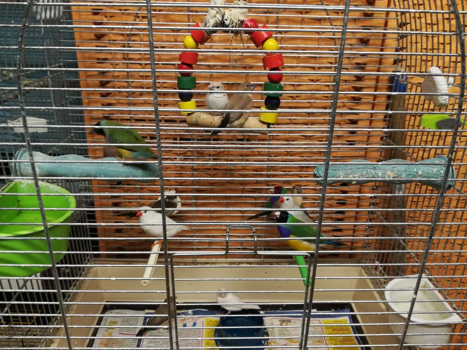 Kanarki  samce i samice różne odmiany