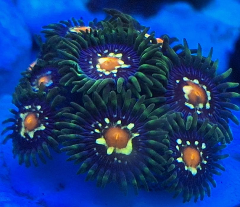 Zoanthus premium, koralowce morskie miekkie
