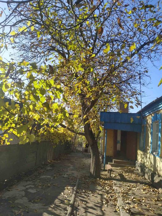 Віддам під спил дві деревини горіха на дрова