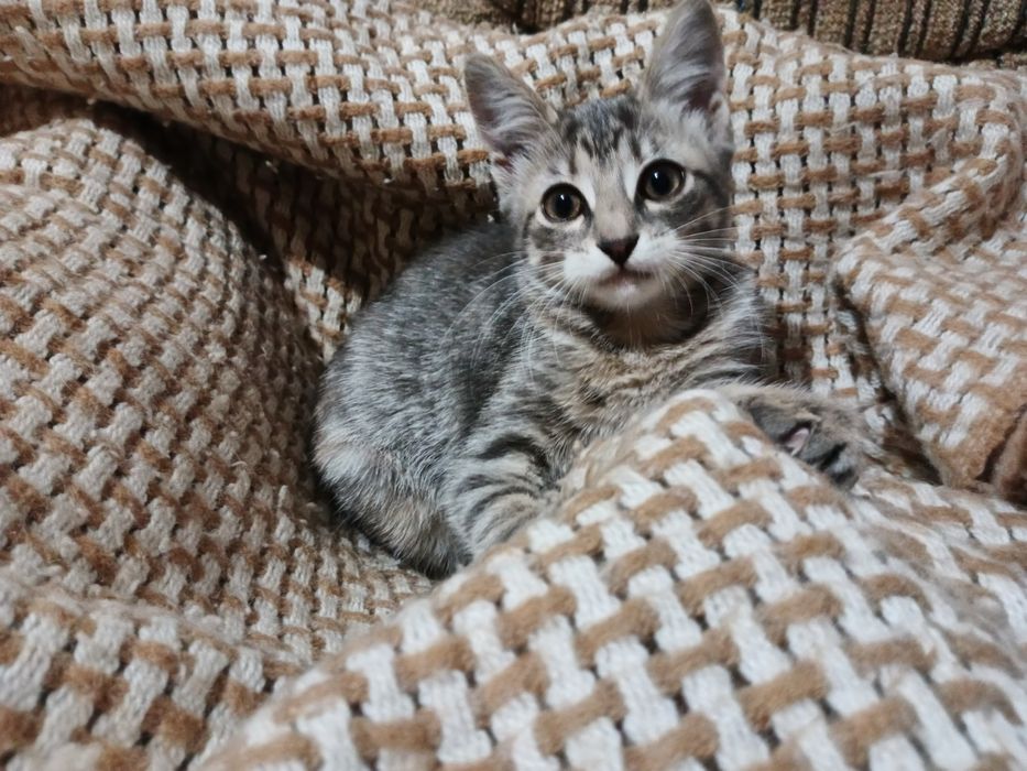 Благородне кошеня, котеня